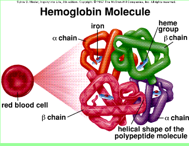 hemoglobin-pricture1